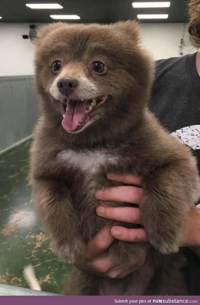 This bear was accidently brought to a Dog shelter, and he ended up having a great time