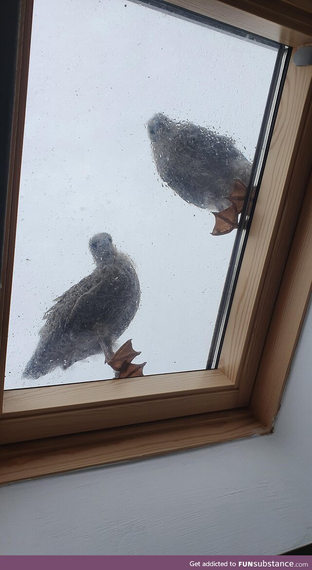 Two curious baby seagulls (OC)