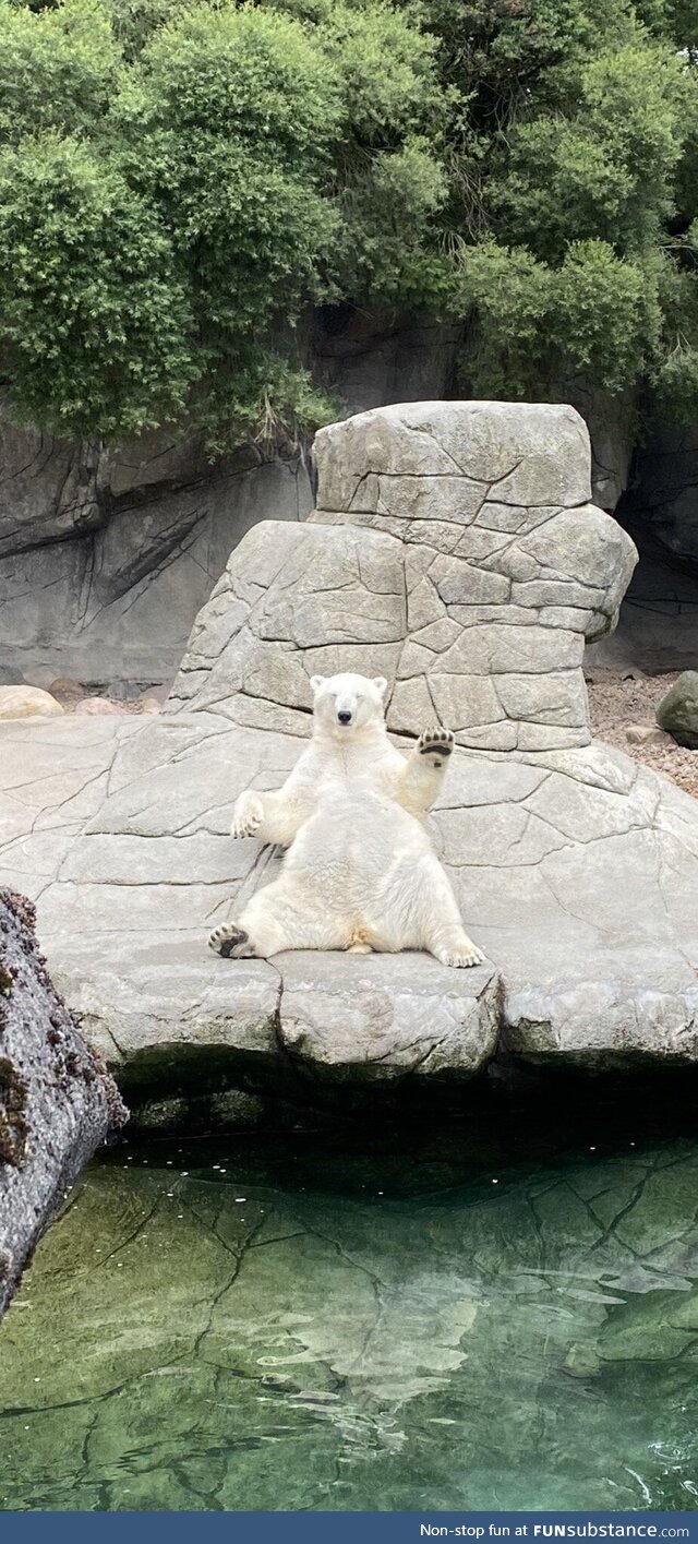 Polar bear at Aalborg Zoo chillin’ in the sun