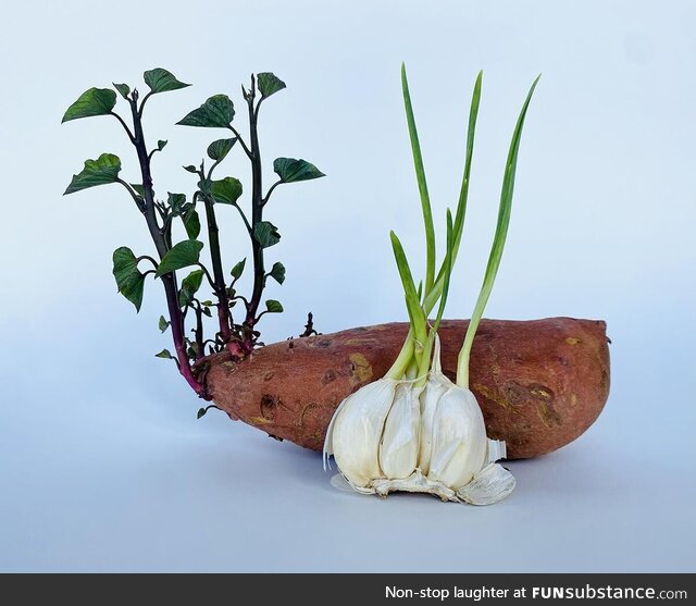 [OC] The forgotten sweet potato and garlic that kept growing