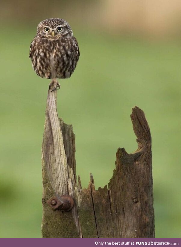 An amusing photograph of an owl