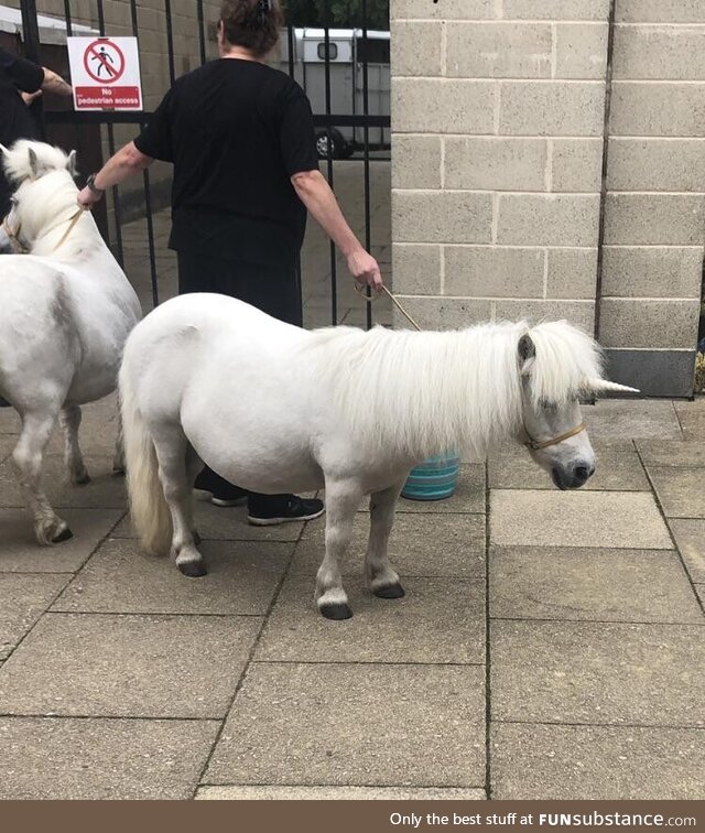 Met a real life unicorn in Scotland