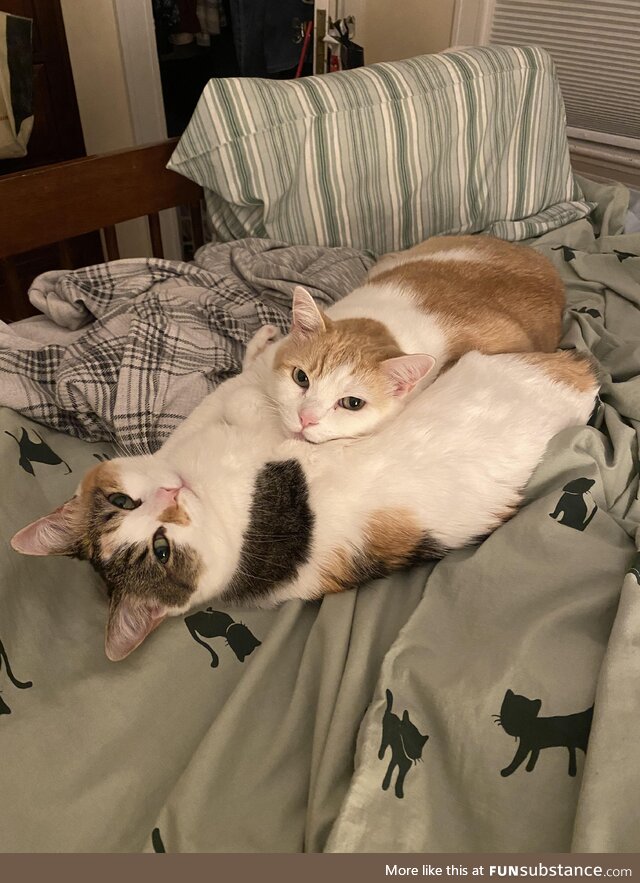 Too cute to not post a picture of my cuddle bugs