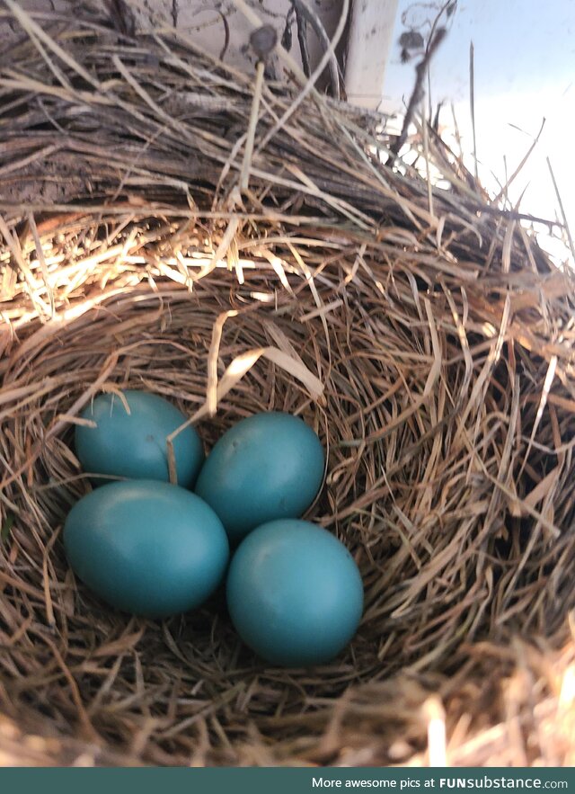 Robin eggs, outside front door
