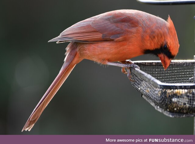 A male Cardinal