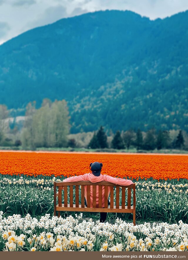 Tulip Garden in Vancouver Summer 2024