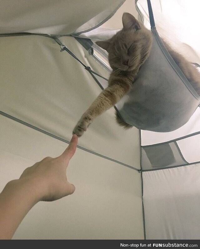 This is why we should have cats