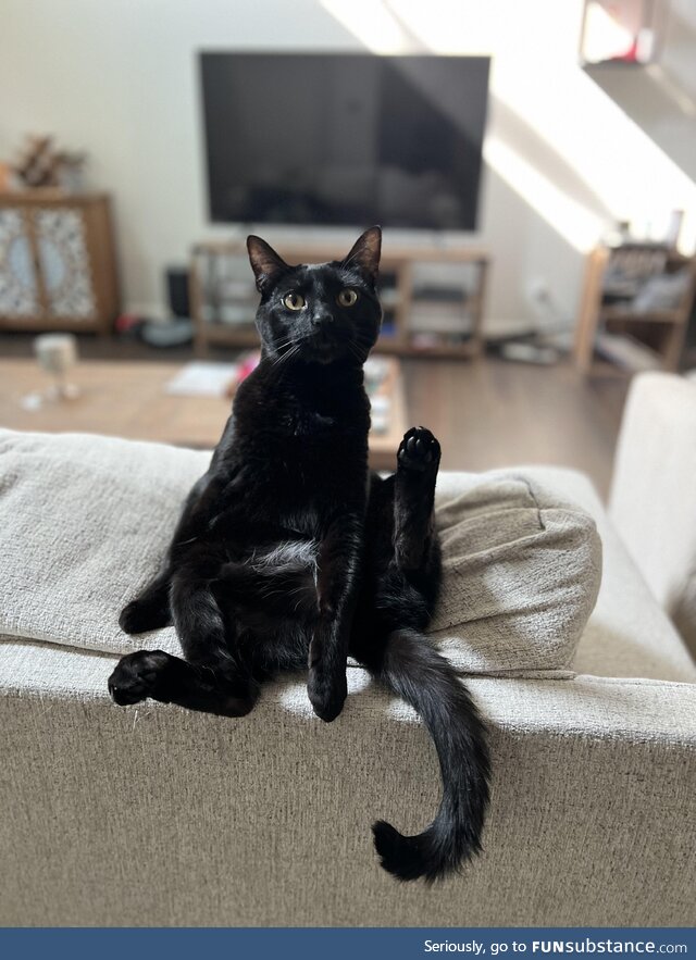 Our socially awkward cat