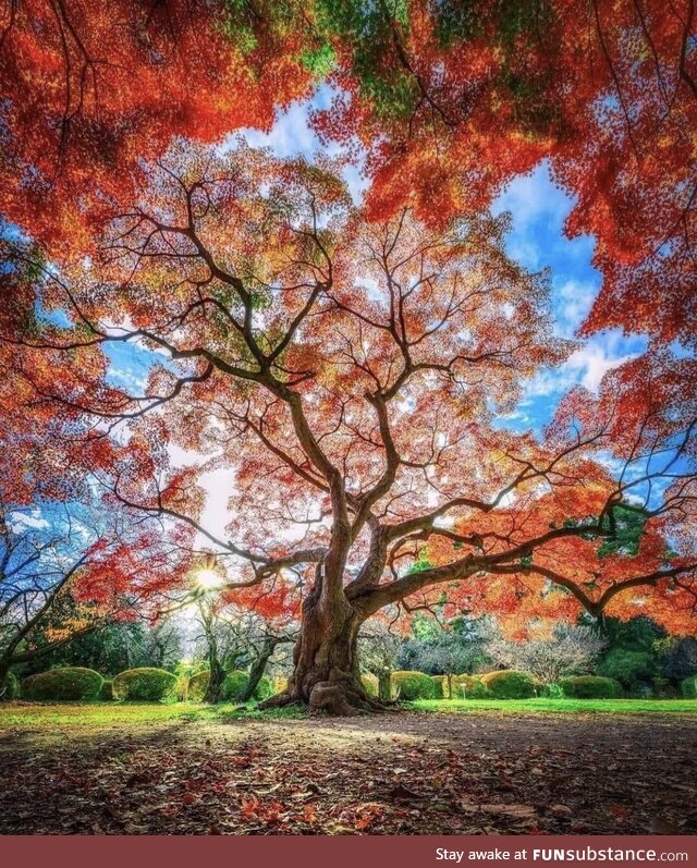 Breathtaking - koishikawa botanical garden ,tokyo japan