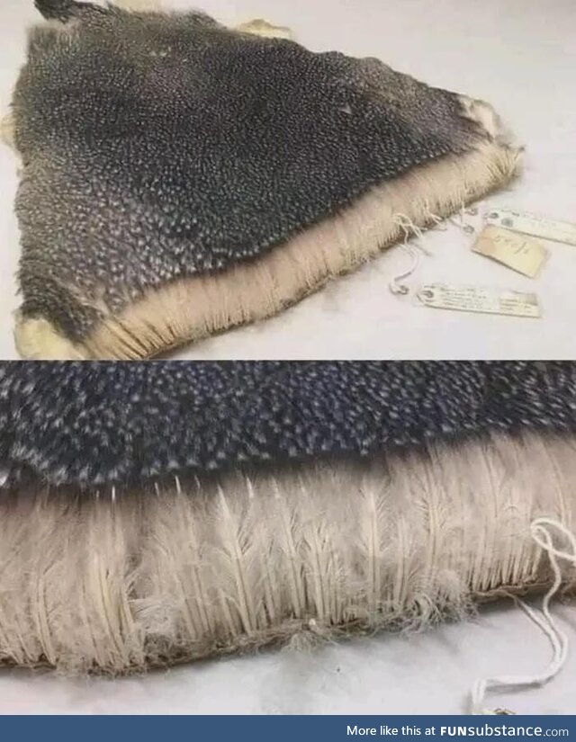 A penguins coat of feathers