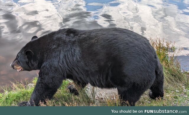 Black bear
