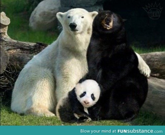 That's how pandas were made
