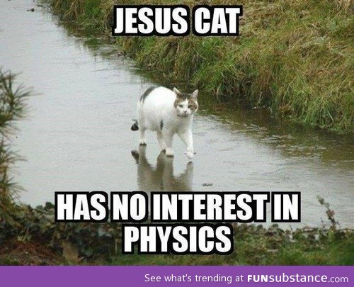 Jesus cat