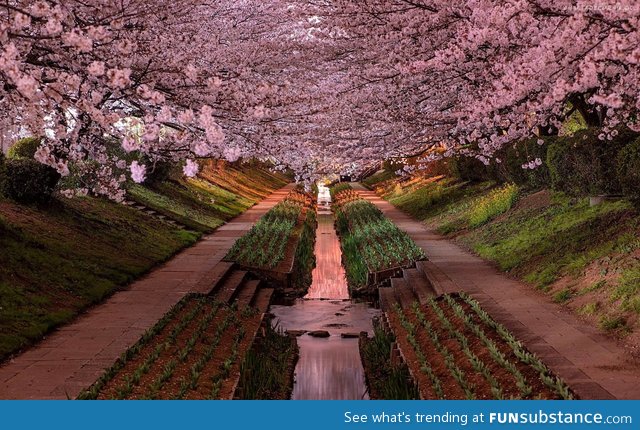 Yokohama cherry blossoms in bloom