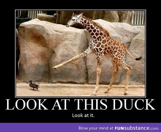 Look at this duck!