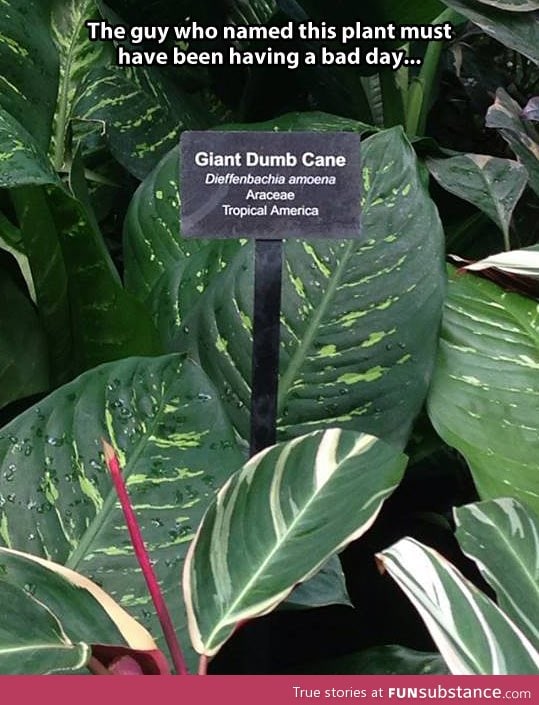 Dumb cane