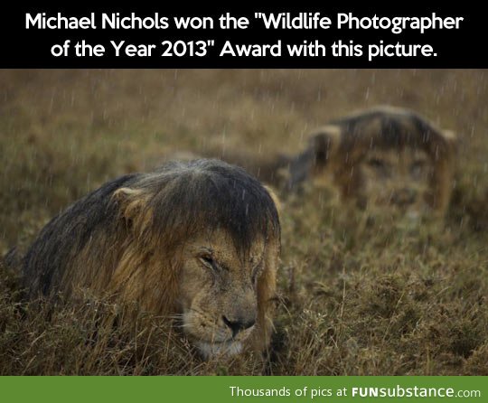 Wildlife photographer of the year