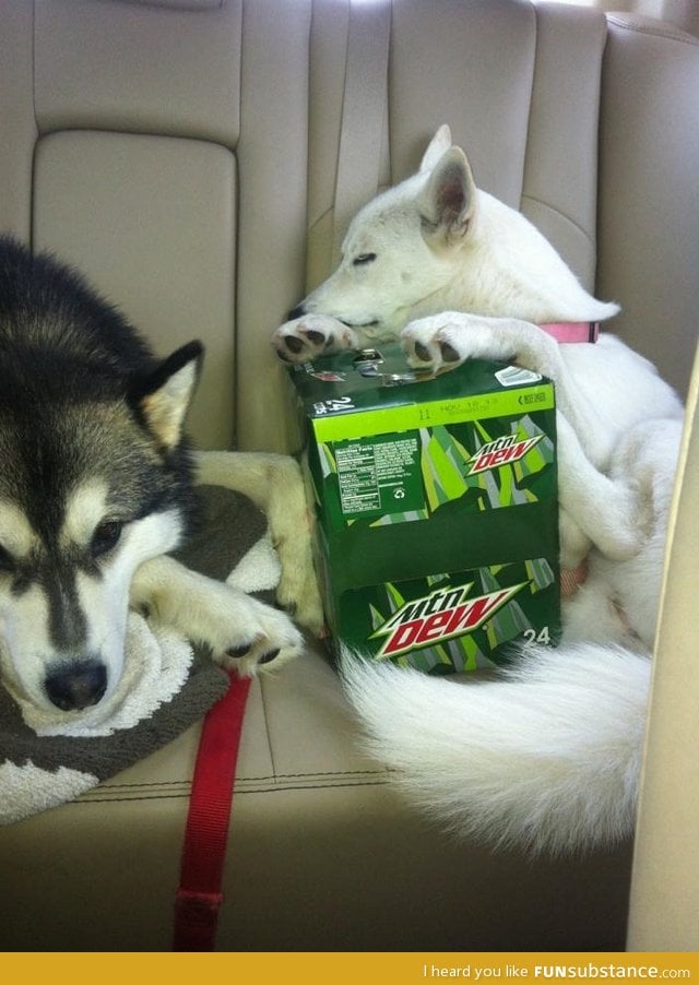 I put her in charge of guarding the mountain dew, I love her dedication!