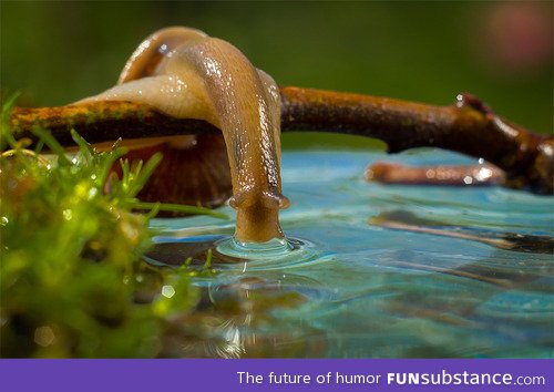 The beauty of a snail drinking water.