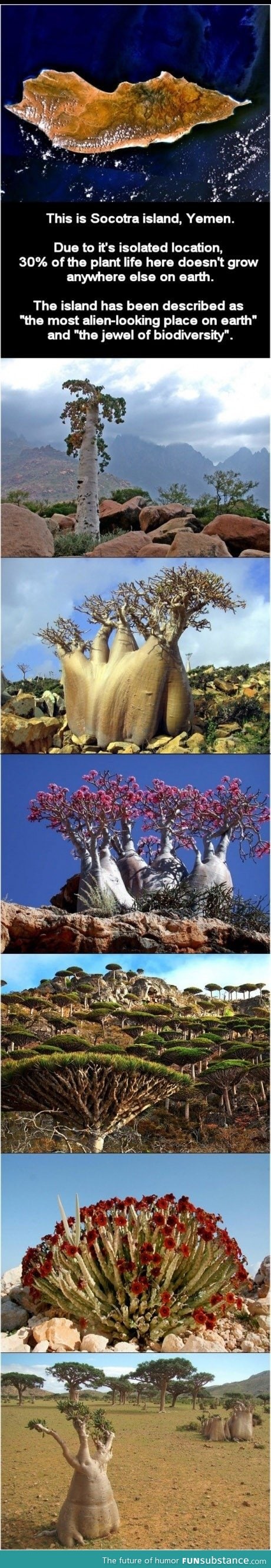 Socotra island (alien island)