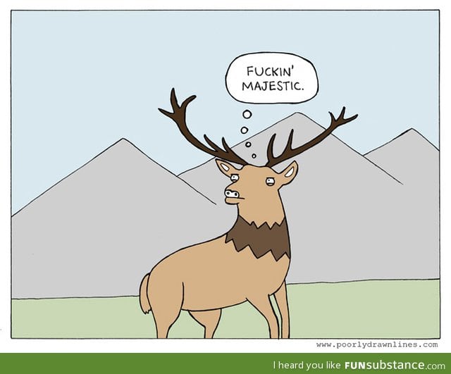 What deer think when we take a picture of them