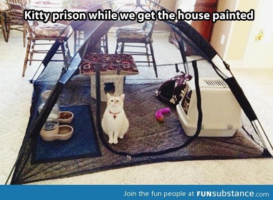 Kitty prison