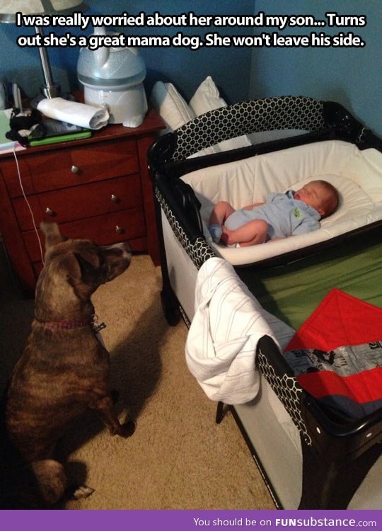 Dog is the baby's protector