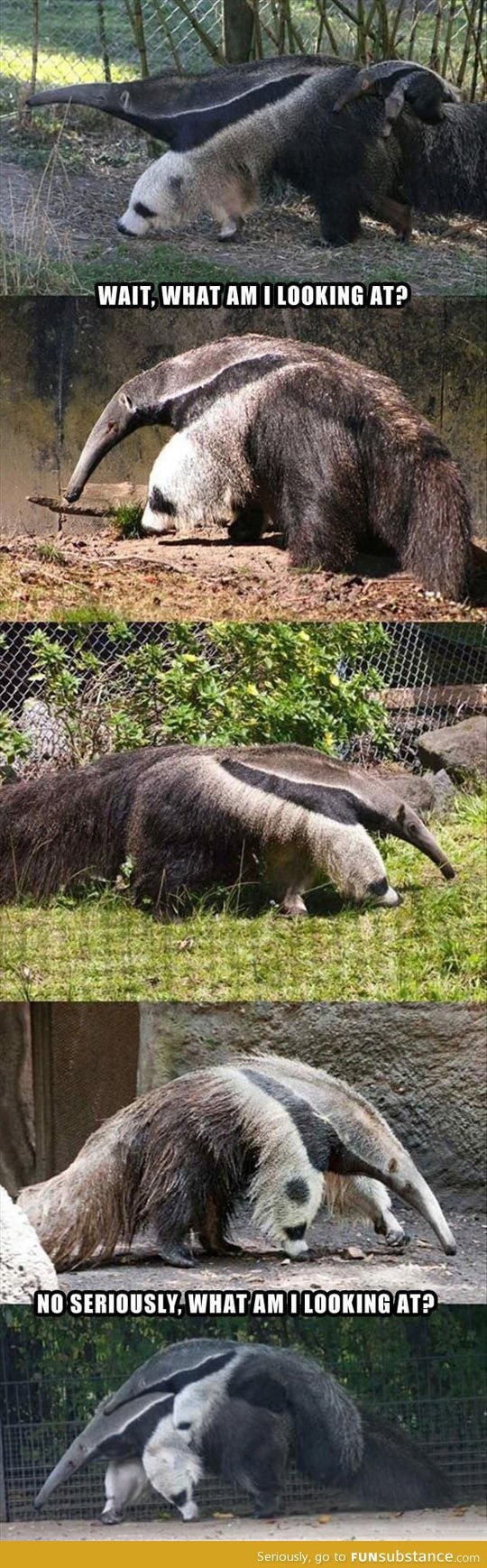 Anteaters are hard to figure out