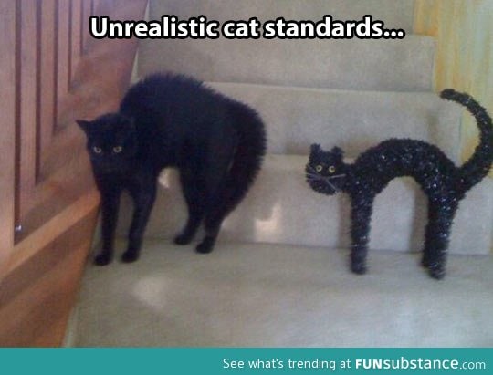 Cat standards these days