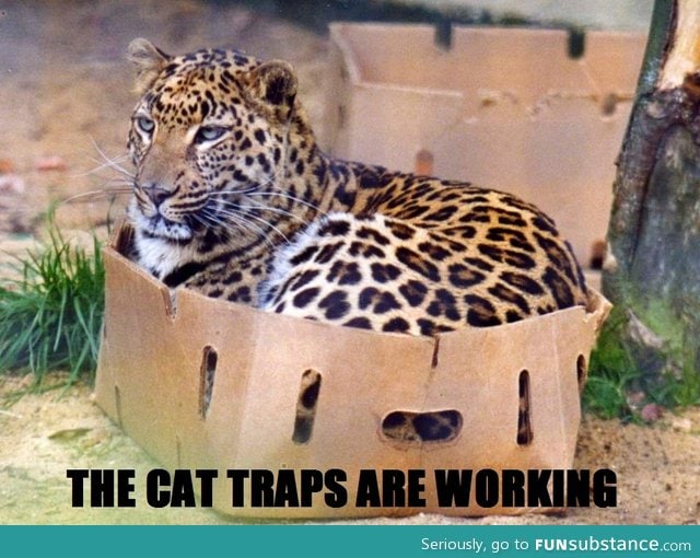 Good cat trap