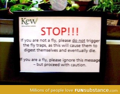 Fly traps
