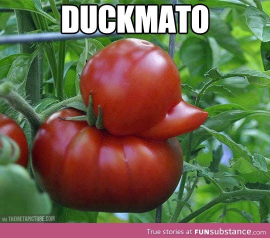 Duckmato