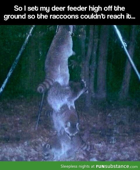 Raccoons are ridiculously smart…