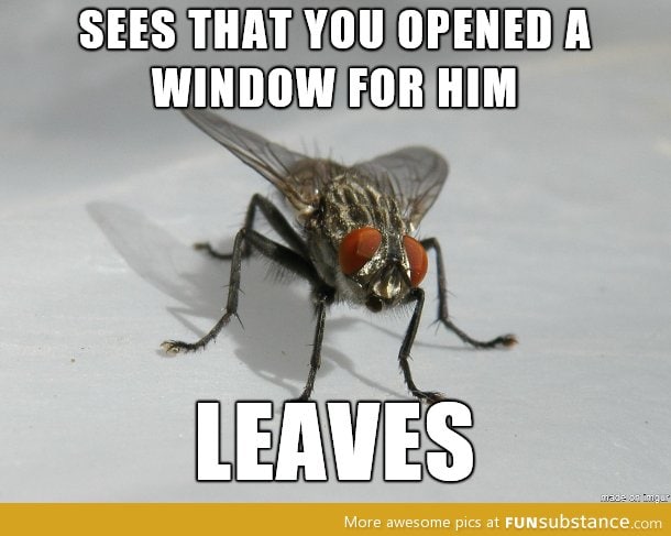 Good guy fly