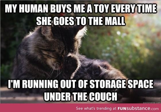 Another first world cat problem