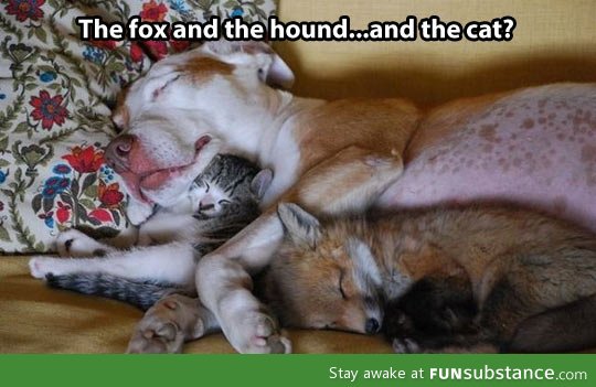 The fox and the hound, featuring a new character…