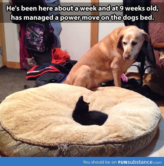 Kitten goes for the dog throne