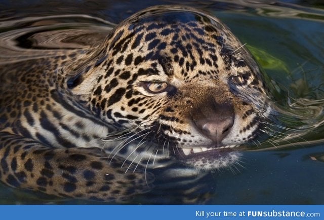 A jaguar going for a swim