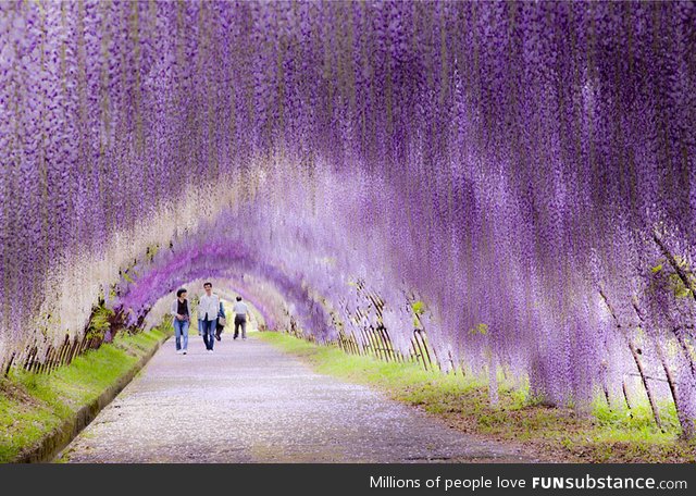 Wisteria tunnel in japan