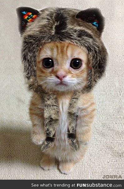Kitty in a wolf hat