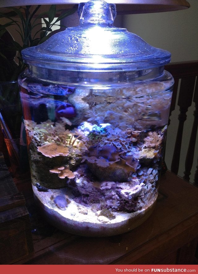 Coral reef in a cookie jar after 5 months