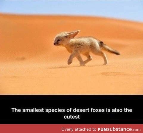 Cute desert fox