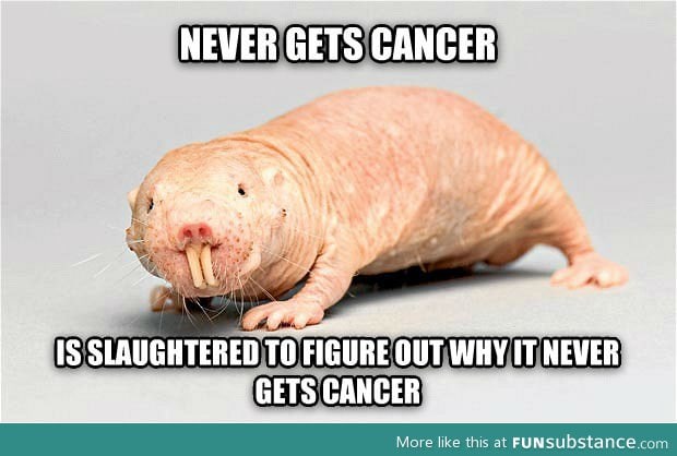 Bad luck n*ked mole rat