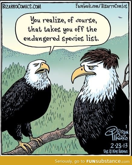 Legal eagle