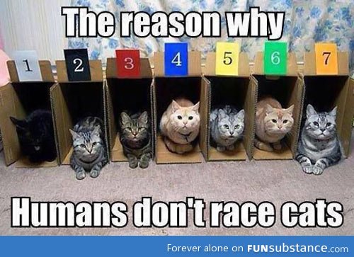 Racing cats