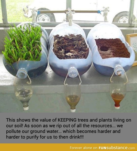 Why we should keep trees and plants living on our soil