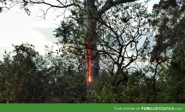 Lightning Struck This Tree And Now Its Burning From The Inside Funsubstance 