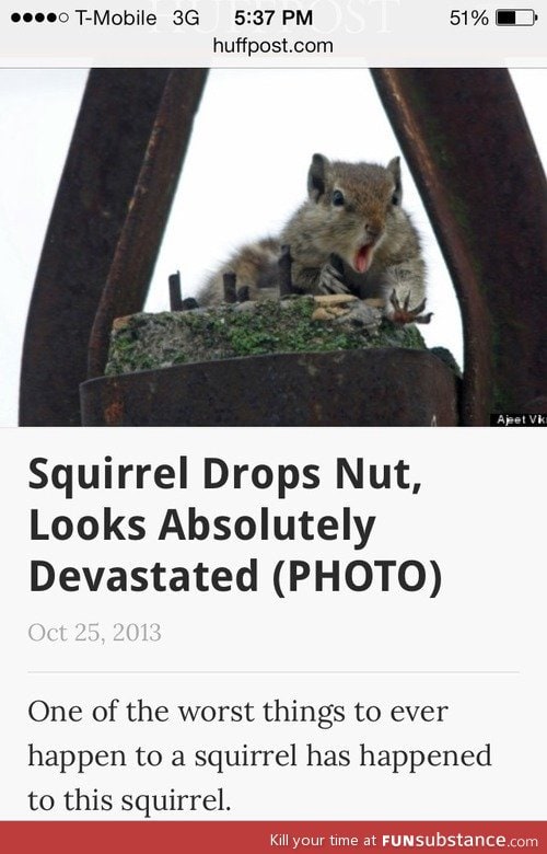 Poor squirrel dropped his nut
