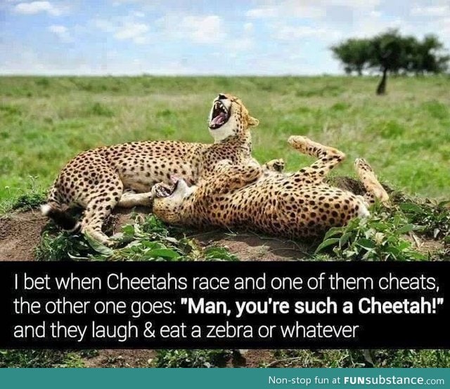 Cheetah race