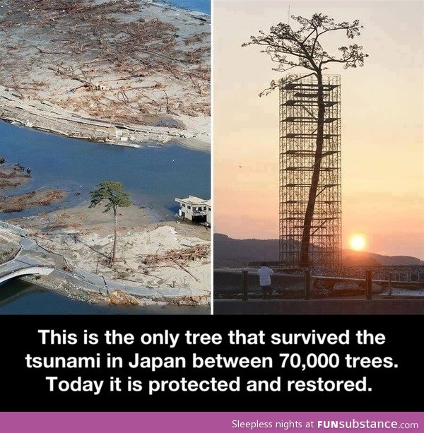 Tsunami tree survivor